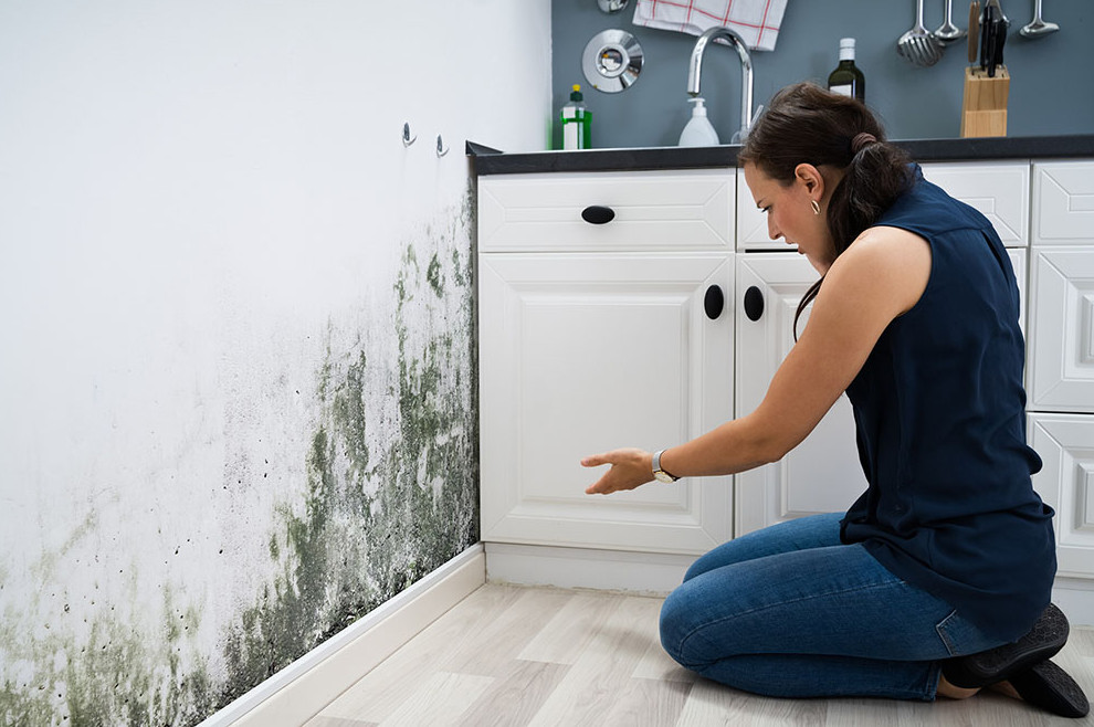 Mold Damage, Here's What You Should Know Before Filing a Claim - ProFloridian